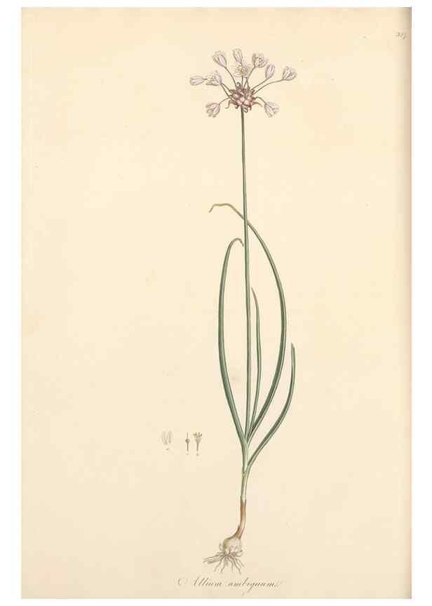 Reproducción/Reproduction 49556871738: Flora Graeca, sive, Plantarum rariorum historia, quas in provinciis aut insulis Graeciae /. Londini :Typis Richardi Taylor et socii, in Vico Shoe-Lane :MDCCCVI-MDCCCXL [1806-1840].. 