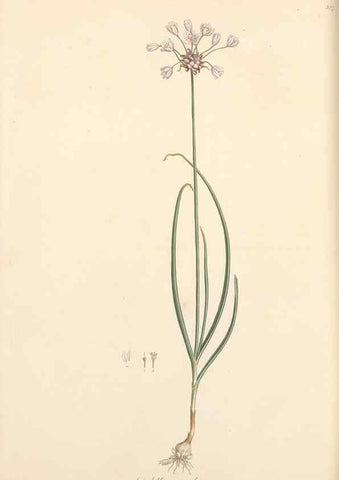 Reproducción/Reproduction 49556871738: Flora Graeca, sive, Plantarum rariorum historia, quas in provinciis aut insulis Graeciae /. Londini :Typis Richardi Taylor et socii, in Vico Shoe-Lane :MDCCCVI-MDCCCXL [1806-1840].. 