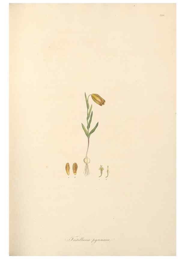 Reproducción/Reproduction 49557605557: Flora Graeca, sive, Plantarum rariorum historia, quas in provinciis aut insulis Graeciae /. Londini :Typis Richardi Taylor et socii, in Vico Shoe-Lane :MDCCCVI-MDCCCXL [1806-1840].. 