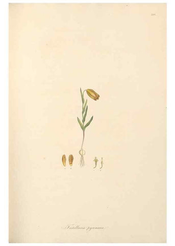 Reproducción/Reproduction 49557605557: Flora Graeca, sive, Plantarum rariorum historia, quas in provinciis aut insulis Graeciae /. Londini :Typis Richardi Taylor et socii, in Vico Shoe-Lane :MDCCCVI-MDCCCXL [1806-1840].. 