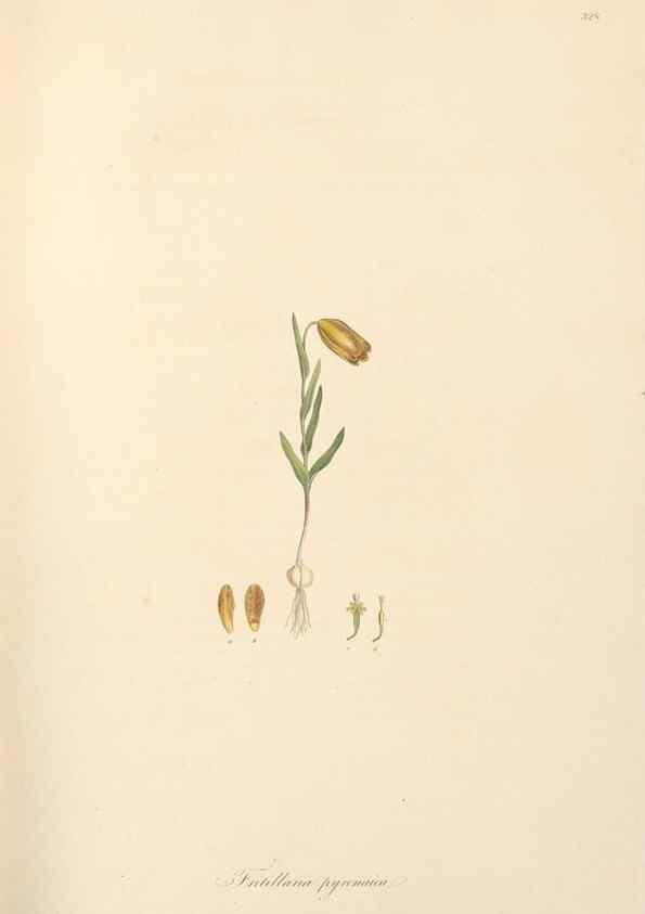 Reproducción/Reproduction 49557605557: Flora Graeca, sive, Plantarum rariorum historia, quas in provinciis aut insulis Graeciae /. Londini :Typis Richardi Taylor et socii, in Vico Shoe-Lane :MDCCCVI-MDCCCXL [1806-1840].. 