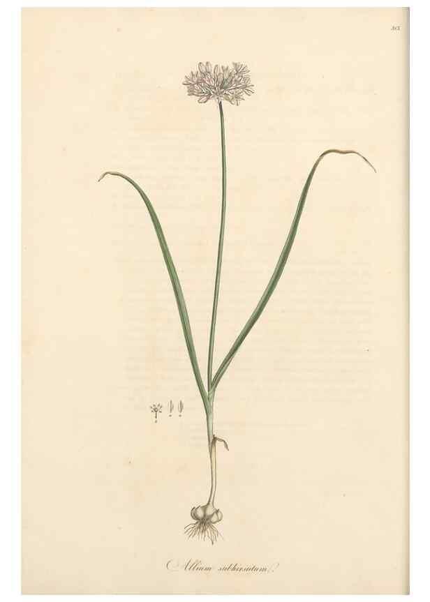 Reproducción/Reproduction 49557366016: Flora Graeca, sive, Plantarum rariorum historia, quas in provinciis aut insulis Graeciae /. Londini :Typis Richardi Taylor et socii, in Vico Shoe-Lane :MDCCCVI-MDCCCXL [1806-1840].. 