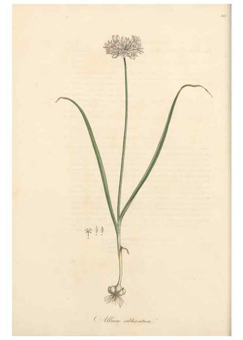 Reproducción/Reproduction 49557366016: Flora Graeca, sive, Plantarum rariorum historia, quas in provinciis aut insulis Graeciae /. Londini :Typis Richardi Taylor et socii, in Vico Shoe-Lane :MDCCCVI-MDCCCXL [1806-1840].. 