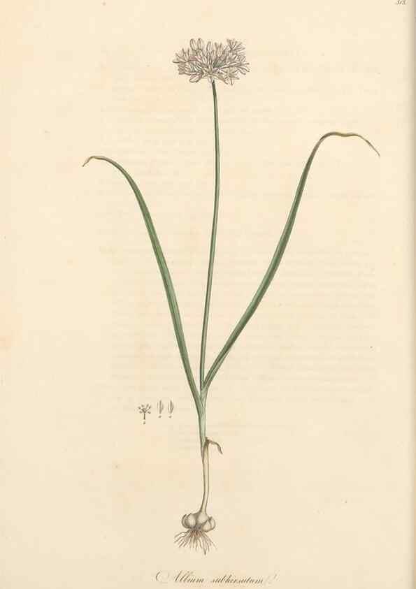 Reproducción/Reproduction 49557366016: Flora Graeca, sive, Plantarum rariorum historia, quas in provinciis aut insulis Graeciae /. Londini :Typis Richardi Taylor et socii, in Vico Shoe-Lane :MDCCCVI-MDCCCXL [1806-1840].. 