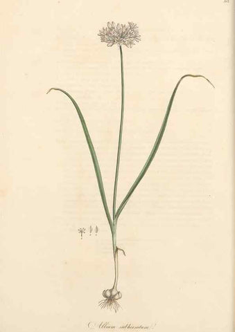 Reproducción/Reproduction 49557366016: Flora Graeca, sive, Plantarum rariorum historia, quas in provinciis aut insulis Graeciae /. Londini :Typis Richardi Taylor et socii, in Vico Shoe-Lane :MDCCCVI-MDCCCXL [1806-1840].. 