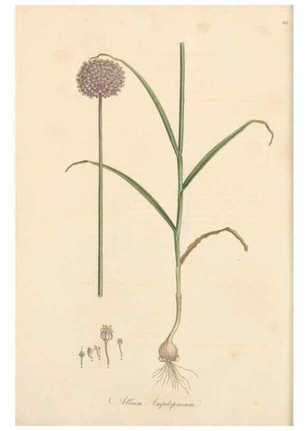 Reproducción/Reproduction 49556867108: Flora Graeca, sive, Plantarum rariorum historia, quas in provinciis aut insulis Graeciae /. Londini :Typis Richardi Taylor et socii, in Vico Shoe-Lane :MDCCCVI-MDCCCXL [1806-1840].. 