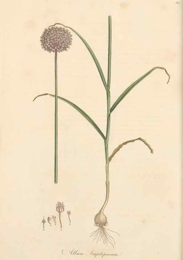 Reproducción/Reproduction 49556867108: Flora Graeca, sive, Plantarum rariorum historia, quas in provinciis aut insulis Graeciae /. Londini :Typis Richardi Taylor et socii, in Vico Shoe-Lane :MDCCCVI-MDCCCXL [1806-1840].. 