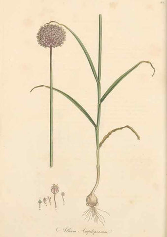Reproducción/Reproduction 49556867108: Flora Graeca, sive, Plantarum rariorum historia, quas in provinciis aut insulis Graeciae /. Londini :Typis Richardi Taylor et socii, in Vico Shoe-Lane :MDCCCVI-MDCCCXL [1806-1840].. 