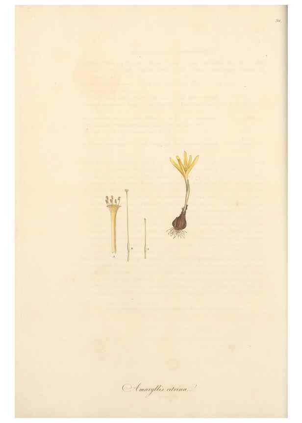 Reproducción/Reproduction 49556866813: Flora Graeca, sive, Plantarum rariorum historia, quas in provinciis aut insulis Graeciae /. Londini :Typis Richardi Taylor et socii, in Vico Shoe-Lane :MDCCCVI-MDCCCXL [1806-1840].. 