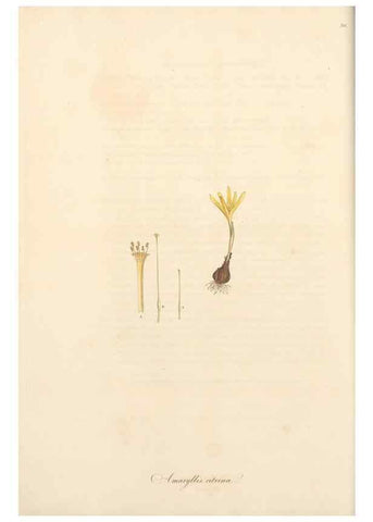 Reproducción/Reproduction 49556866813: Flora Graeca, sive, Plantarum rariorum historia, quas in provinciis aut insulis Graeciae /. Londini :Typis Richardi Taylor et socii, in Vico Shoe-Lane :MDCCCVI-MDCCCXL [1806-1840].. 
