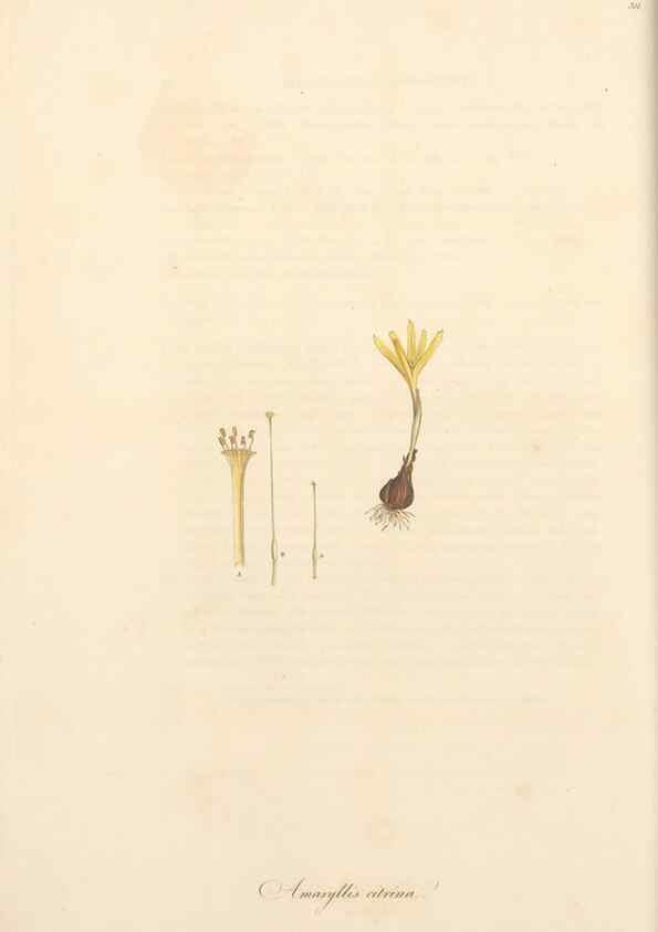 Reproducción/Reproduction 49556866813: Flora Graeca, sive, Plantarum rariorum historia, quas in provinciis aut insulis Graeciae /. Londini :Typis Richardi Taylor et socii, in Vico Shoe-Lane :MDCCCVI-MDCCCXL [1806-1840].. 