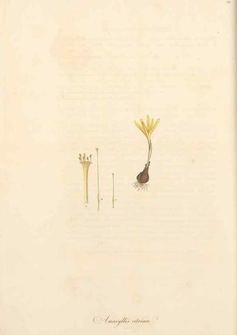 Reproducción/Reproduction 49556866813: Flora Graeca, sive, Plantarum rariorum historia, quas in provinciis aut insulis Graeciae /. Londini :Typis Richardi Taylor et socii, in Vico Shoe-Lane :MDCCCVI-MDCCCXL [1806-1840].. 