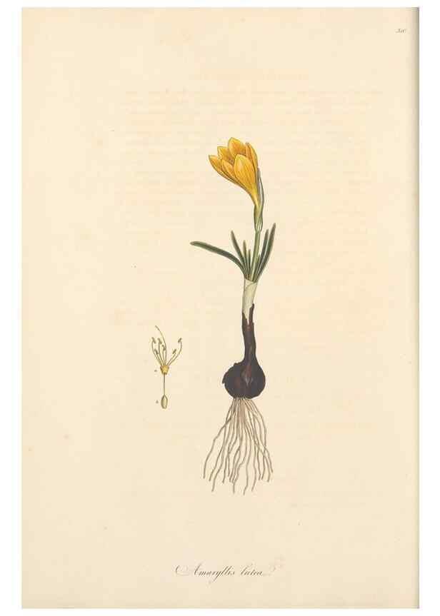 Reproducción/Reproduction 49556866493: Flora Graeca, sive, Plantarum rariorum historia, quas in provinciis aut insulis Graeciae /. Londini :Typis Richardi Taylor et socii, in Vico Shoe-Lane :MDCCCVI-MDCCCXL [1806-1840].. 