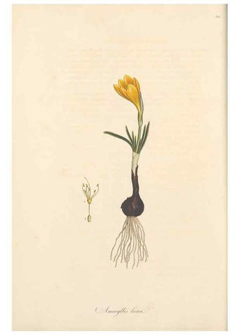Reproducción/Reproduction 49556866493: Flora Graeca, sive, Plantarum rariorum historia, quas in provinciis aut insulis Graeciae /. Londini :Typis Richardi Taylor et socii, in Vico Shoe-Lane :MDCCCVI-MDCCCXL [1806-1840].. 