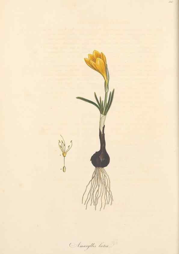 Reproducción/Reproduction 49556866493: Flora Graeca, sive, Plantarum rariorum historia, quas in provinciis aut insulis Graeciae /. Londini :Typis Richardi Taylor et socii, in Vico Shoe-Lane :MDCCCVI-MDCCCXL [1806-1840].. 