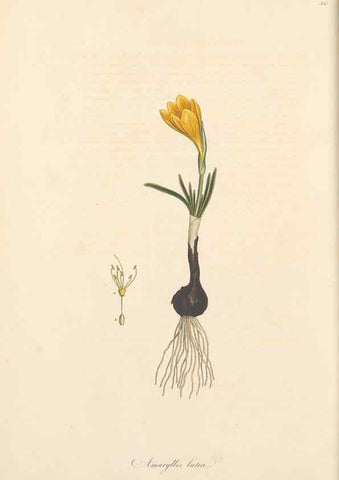 Reproducción/Reproduction 49556866493: Flora Graeca, sive, Plantarum rariorum historia, quas in provinciis aut insulis Graeciae /. Londini :Typis Richardi Taylor et socii, in Vico Shoe-Lane :MDCCCVI-MDCCCXL [1806-1840].. 