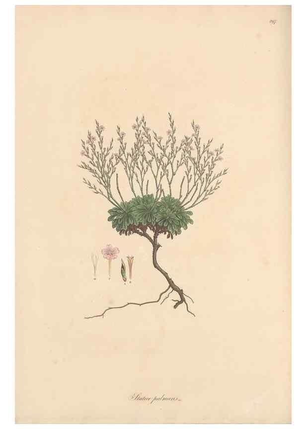 Reproducción/Reproduction 49557456152: Flora Graeca, sive, Plantarum rariorum historia, quas in provinciis aut insulis Graeciae /. Londini :Typis Richardi Taylor et socii, in Vico Shoe-Lane :MDCCCVI-MDCCCXL [1806-1840].. 