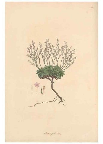 Reproducción/Reproduction 49557456152: Flora Graeca, sive, Plantarum rariorum historia, quas in provinciis aut insulis Graeciae /. Londini :Typis Richardi Taylor et socii, in Vico Shoe-Lane :MDCCCVI-MDCCCXL [1806-1840].. 