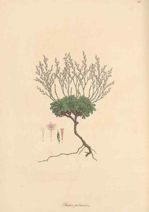 Reproducción/Reproduction 49557456152: Flora Graeca, sive, Plantarum rariorum historia, quas in provinciis aut insulis Graeciae /. Londini :Typis Richardi Taylor et socii, in Vico Shoe-Lane :MDCCCVI-MDCCCXL [1806-1840].. 