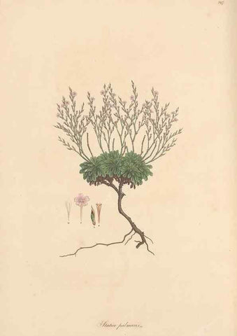 Reproducción/Reproduction 49557456152: Flora Graeca, sive, Plantarum rariorum historia, quas in provinciis aut insulis Graeciae /. Londini :Typis Richardi Taylor et socii, in Vico Shoe-Lane :MDCCCVI-MDCCCXL [1806-1840].. 