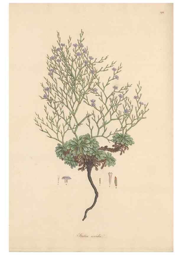 Reproducción/Reproduction 49556724018: Flora Graeca, sive, Plantarum rariorum historia, quas in provinciis aut insulis Graeciae /. Londini :Typis Richardi Taylor et socii, in Vico Shoe-Lane :MDCCCVI-MDCCCXL [1806-1840].. 