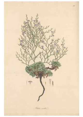 Reproducción/Reproduction 49556724018: Flora Graeca, sive, Plantarum rariorum historia, quas in provinciis aut insulis Graeciae /. Londini :Typis Richardi Taylor et socii, in Vico Shoe-Lane :MDCCCVI-MDCCCXL [1806-1840].. 