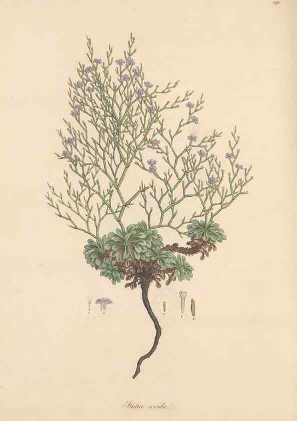 Reproducción/Reproduction 49556724018: Flora Graeca, sive, Plantarum rariorum historia, quas in provinciis aut insulis Graeciae /. Londini :Typis Richardi Taylor et socii, in Vico Shoe-Lane :MDCCCVI-MDCCCXL [1806-1840].. 