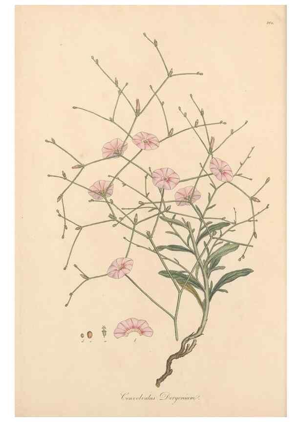 Reproducción/Reproduction 49557314161: Flora Graeca, sive, Plantarum rariorum historia, quas in provinciis aut insulis Graeciae /. Londini :Typis Richardi Taylor et socii, in Vico Shoe-Lane :MDCCCVI-MDCCCXL [1806-1840].. 