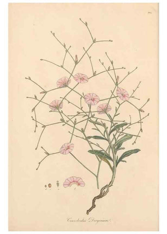 Reproducción/Reproduction 49557314161: Flora Graeca, sive, Plantarum rariorum historia, quas in provinciis aut insulis Graeciae /. Londini :Typis Richardi Taylor et socii, in Vico Shoe-Lane :MDCCCVI-MDCCCXL [1806-1840].. 