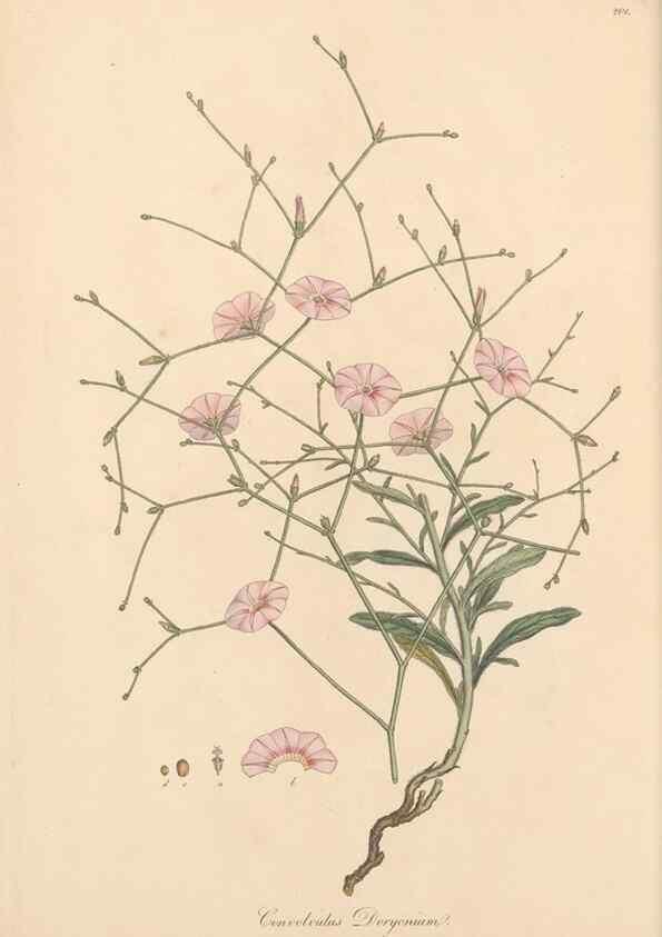Reproducción/Reproduction 49557314161: Flora Graeca, sive, Plantarum rariorum historia, quas in provinciis aut insulis Graeciae /. Londini :Typis Richardi Taylor et socii, in Vico Shoe-Lane :MDCCCVI-MDCCCXL [1806-1840].. 