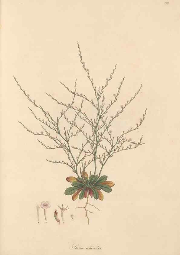 Reproducción/Reproduction 49557551777: Flora Graeca, sive, Plantarum rariorum historia, quas in provinciis aut insulis Graeciae /. Londini :Typis Richardi Taylor et socii, in Vico Shoe-Lane :MDCCCVI-MDCCCXL [1806-1840].. 