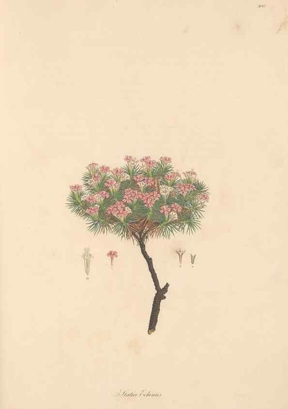 Reproducción/Reproduction 49556819348: Flora Graeca, sive, Plantarum rariorum historia, quas in provinciis aut insulis Graeciae /. Londini :Typis Richardi Taylor et socii, in Vico Shoe-Lane :MDCCCVI-MDCCCXL [1806-1840].. 