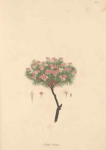 Reproducción/Reproduction 49556819348: Flora Graeca, sive, Plantarum rariorum historia, quas in provinciis aut insulis Graeciae /. Londini :Typis Richardi Taylor et socii, in Vico Shoe-Lane :MDCCCVI-MDCCCXL [1806-1840].. 