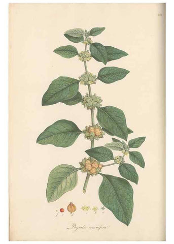 Reproducción/Reproduction 49557555872: Flora Graeca, sive, Plantarum rariorum historia, quas in provinciis aut insulis Graeciae /. Londini :Typis Richardi Taylor et socii, in Vico Shoe-Lane :MDCCCVI-MDCCCXL [1806-1840].. 