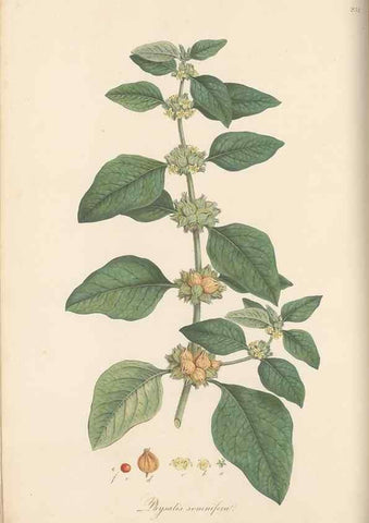 Reproducción/Reproduction 49557555872: Flora Graeca, sive, Plantarum rariorum historia, quas in provinciis aut insulis Graeciae /. Londini :Typis Richardi Taylor et socii, in Vico Shoe-Lane :MDCCCVI-MDCCCXL [1806-1840].. 