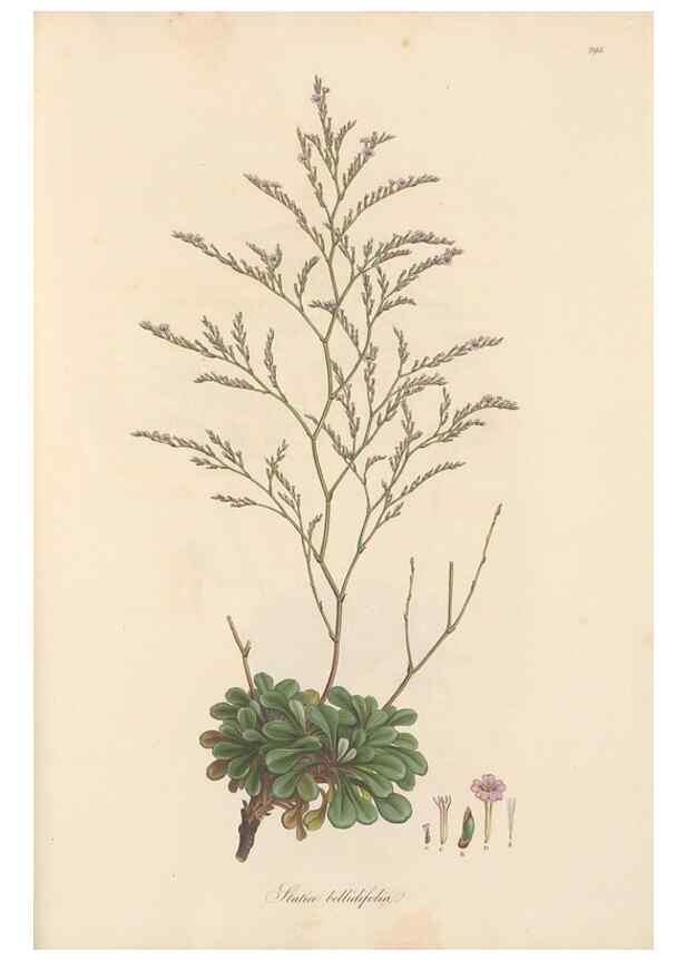 Reproducción/Reproduction 49557455502: Flora Graeca, sive, Plantarum rariorum historia, quas in provinciis aut insulis Graeciae /. Londini :Typis Richardi Taylor et socii, in Vico Shoe-Lane :MDCCCVI-MDCCCXL [1806-1840].. 