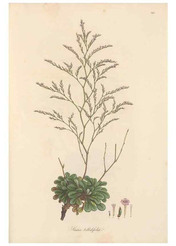 Reproducción/Reproduction 49557455502: Flora Graeca, sive, Plantarum rariorum historia, quas in provinciis aut insulis Graeciae /. Londini :Typis Richardi Taylor et socii, in Vico Shoe-Lane :MDCCCVI-MDCCCXL [1806-1840].. 