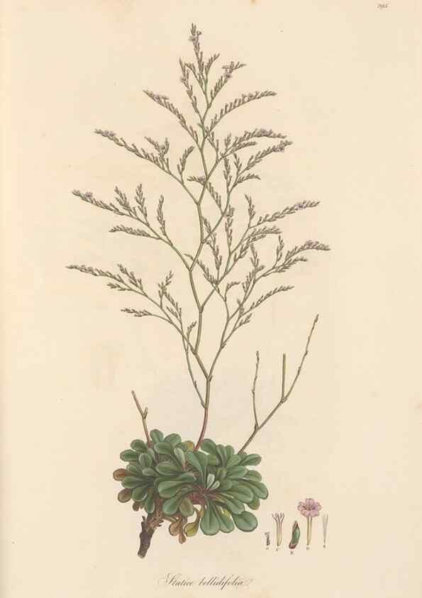 Reproducción/Reproduction 49557455502: Flora Graeca, sive, Plantarum rariorum historia, quas in provinciis aut insulis Graeciae /. Londini :Typis Richardi Taylor et socii, in Vico Shoe-Lane :MDCCCVI-MDCCCXL [1806-1840].. 