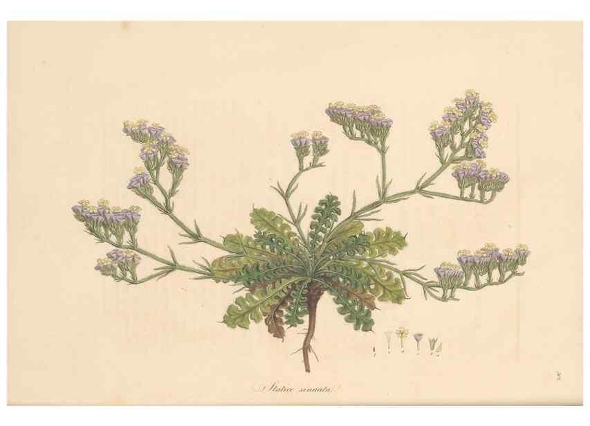 Reproducción/Reproduction 49557362366: Flora Graeca, sive, Plantarum rariorum historia, quas in provinciis aut insulis Graeciae /. Londini :Typis Richardi Taylor et socii, in Vico Shoe-Lane :MDCCCVI-MDCCCXL [1806-1840].. 