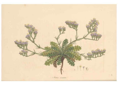 Reproducción/Reproduction 49557362366: Flora Graeca, sive, Plantarum rariorum historia, quas in provinciis aut insulis Graeciae /. Londini :Typis Richardi Taylor et socii, in Vico Shoe-Lane :MDCCCVI-MDCCCXL [1806-1840].. 