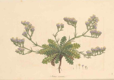 Reproducción/Reproduction 49557362366: Flora Graeca, sive, Plantarum rariorum historia, quas in provinciis aut insulis Graeciae /. Londini :Typis Richardi Taylor et socii, in Vico Shoe-Lane :MDCCCVI-MDCCCXL [1806-1840].. 