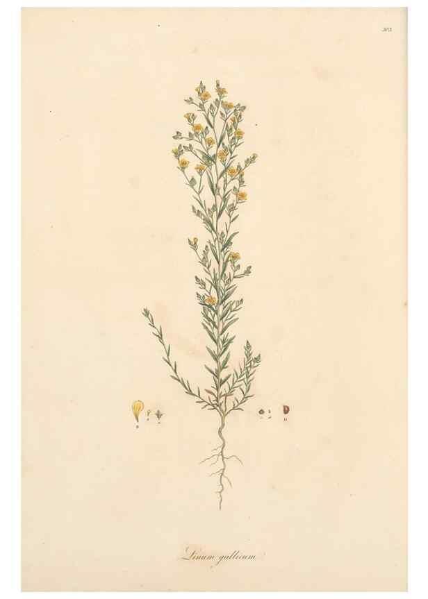 Reproducción/Reproduction 49557363041: Flora Graeca, sive, Plantarum rariorum historia, quas in provinciis aut insulis Graeciae /. Londini :Typis Richardi Taylor et socii, in Vico Shoe-Lane :MDCCCVI-MDCCCXL [1806-1840].. 
