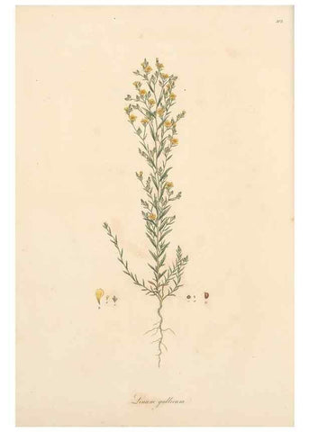 Reproducción/Reproduction 49557363041: Flora Graeca, sive, Plantarum rariorum historia, quas in provinciis aut insulis Graeciae /. Londini :Typis Richardi Taylor et socii, in Vico Shoe-Lane :MDCCCVI-MDCCCXL [1806-1840].. 
