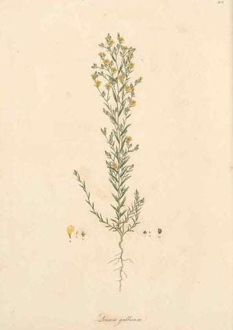 Reproducción/Reproduction 49557363041: Flora Graeca, sive, Plantarum rariorum historia, quas in provinciis aut insulis Graeciae /. Londini :Typis Richardi Taylor et socii, in Vico Shoe-Lane :MDCCCVI-MDCCCXL [1806-1840].. 