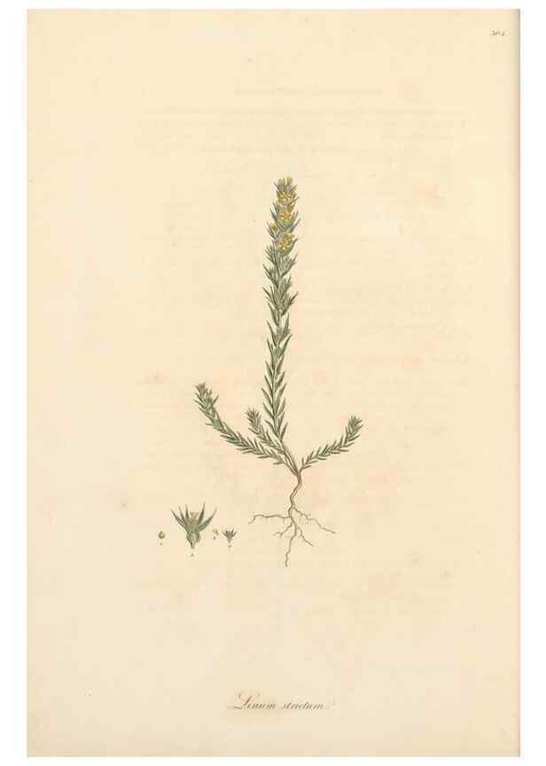Reproducción/Reproduction 49557363376: Flora Graeca, sive, Plantarum rariorum historia, quas in provinciis aut insulis Graeciae /. Londini :Typis Richardi Taylor et socii, in Vico Shoe-Lane :MDCCCVI-MDCCCXL [1806-1840].. 