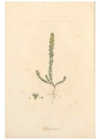 Reproducción/Reproduction 49557363376: Flora Graeca, sive, Plantarum rariorum historia, quas in provinciis aut insulis Graeciae /. Londini :Typis Richardi Taylor et socii, in Vico Shoe-Lane :MDCCCVI-MDCCCXL [1806-1840].. 