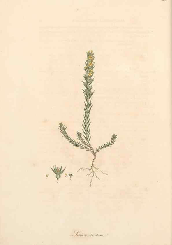 Reproducción/Reproduction 49557363376: Flora Graeca, sive, Plantarum rariorum historia, quas in provinciis aut insulis Graeciae /. Londini :Typis Richardi Taylor et socii, in Vico Shoe-Lane :MDCCCVI-MDCCCXL [1806-1840].. 