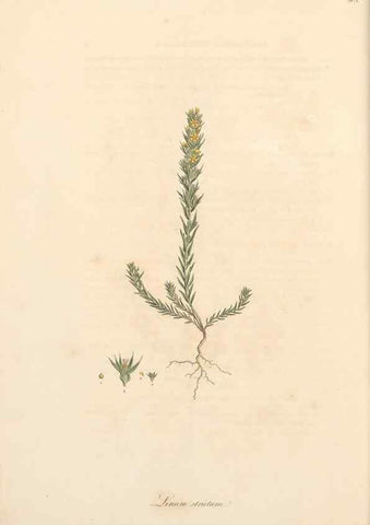 Reproducción/Reproduction 49557363376: Flora Graeca, sive, Plantarum rariorum historia, quas in provinciis aut insulis Graeciae /. Londini :Typis Richardi Taylor et socii, in Vico Shoe-Lane :MDCCCVI-MDCCCXL [1806-1840].. 