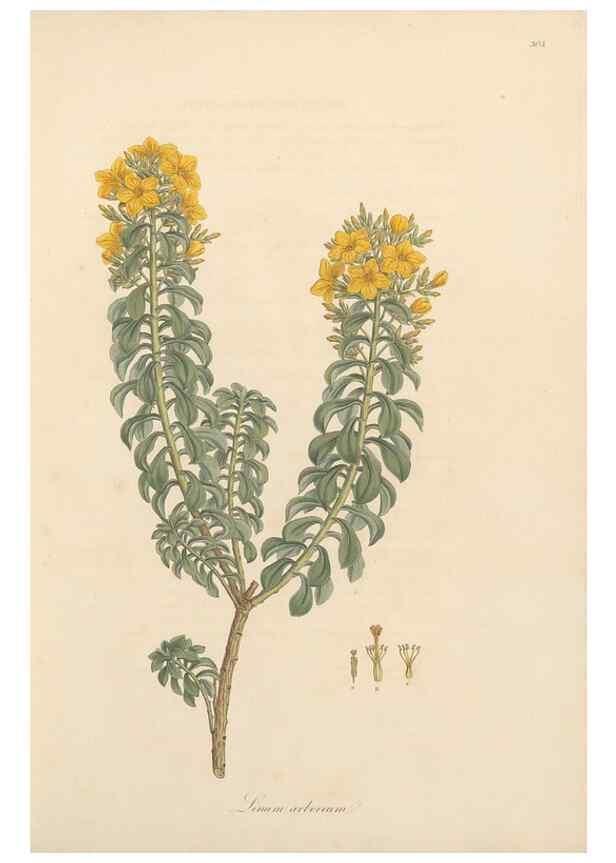 Reproducción/Reproduction 49556865038: Flora Graeca, sive, Plantarum rariorum historia, quas in provinciis aut insulis Graeciae /. Londini :Typis Richardi Taylor et socii, in Vico Shoe-Lane :MDCCCVI-MDCCCXL [1806-1840].. 