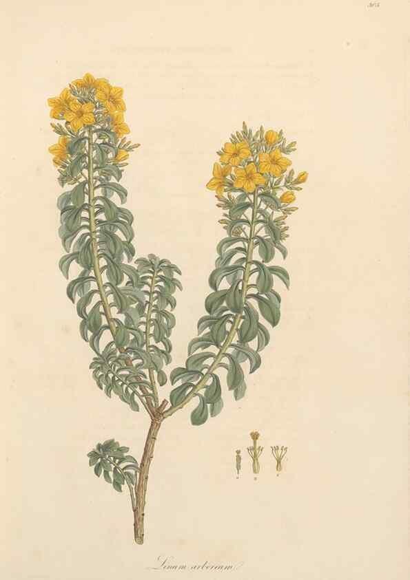 Reproducción/Reproduction 49556865038: Flora Graeca, sive, Plantarum rariorum historia, quas in provinciis aut insulis Graeciae /. Londini :Typis Richardi Taylor et socii, in Vico Shoe-Lane :MDCCCVI-MDCCCXL [1806-1840].. 